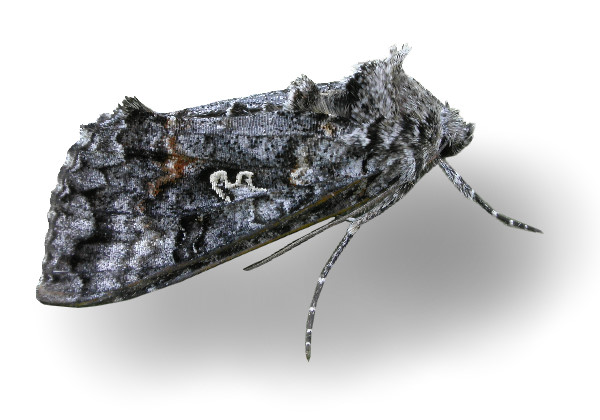 8926 - Syngrapha octoscripta - Dusky Silver Y