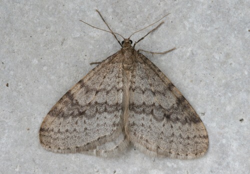 38-7437 - Operophtera bruceata - Bruce Spanworm