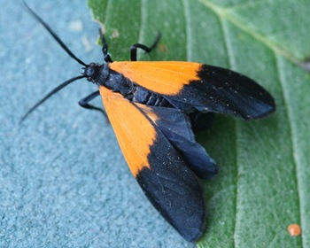 8087 - Lycomorpha pholus - Black-and-yellow Lichen Moth
