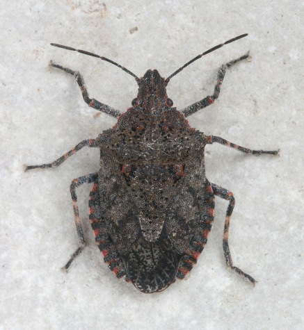 stinkbug1