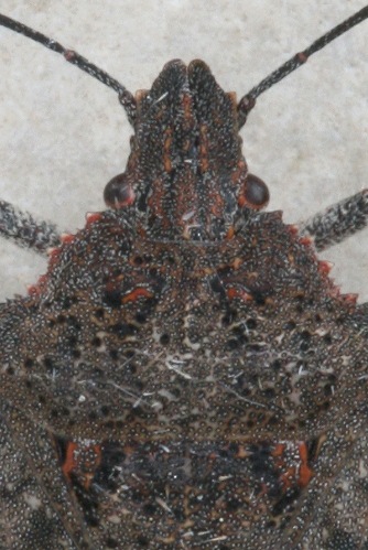 stinkbug4