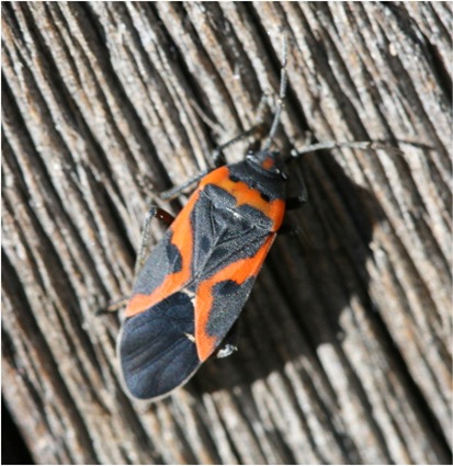 milkweedbug