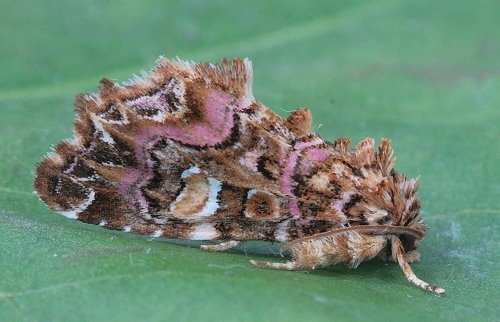 9631 - Callopistria mollissima - Pink-Shaded Fern Moth