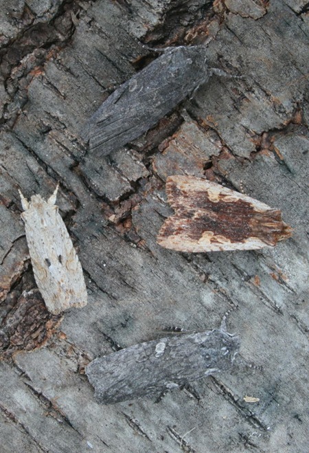 Dowdy - Dimorphic - Hemina - Grote's Pinions