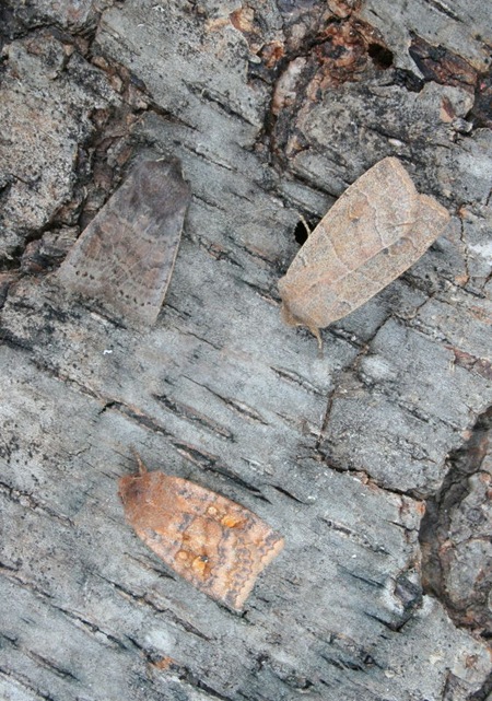 Goat Sallow - Morrison's Sallow - Three-spotted Sallow