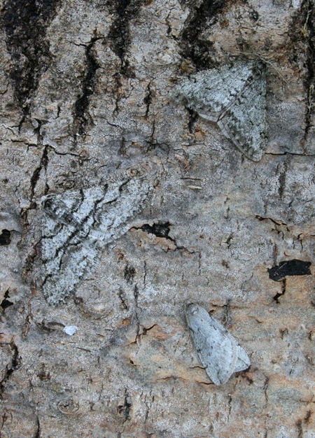 Small Phigalia - Half-wing - Spring Cankerworm