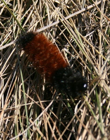 woollybear