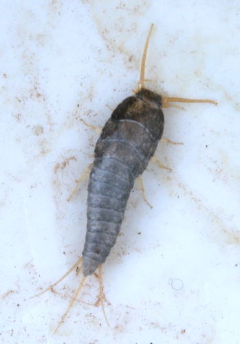 silverfish1