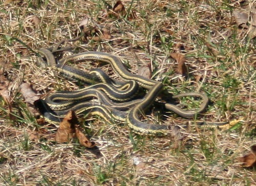 snakes1