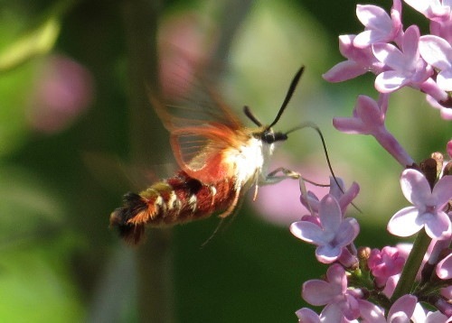 HummingbirdClearwing