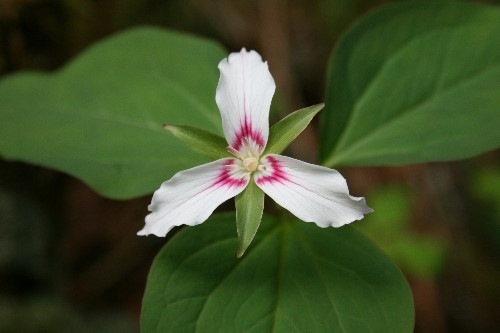 PaintedTrillium