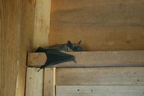 bat1